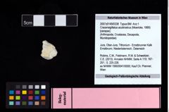 NHMW-GEO-2007z0149-0338_Ol_01.tifCracensigillatus acutirostrus (Moericke, 1889)  (NHMW-GEO-2007z0149-0338)